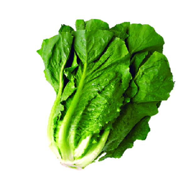 Lechuga Costina